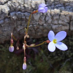 Cumberland State Forest