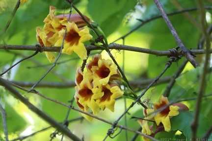 Crossvine