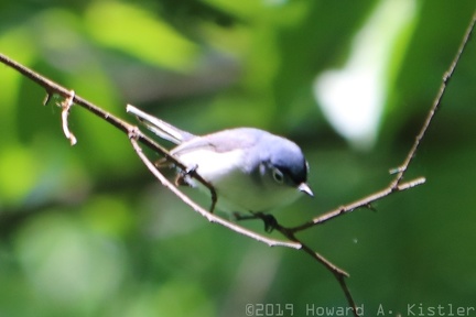 Blue-gray Gnatcatcher