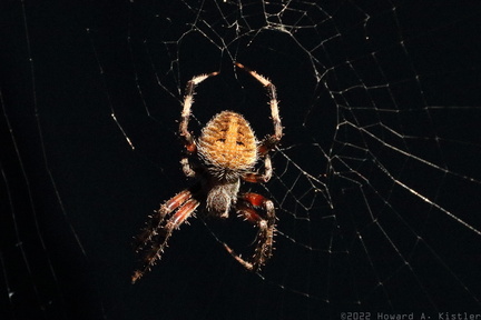 Hentz Orbweaver