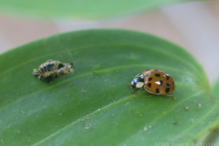 Multicoloured Asian Lady Beetle