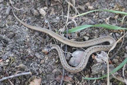 Dekay's Brown Snake