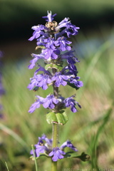 Bugleweed