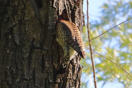 Yellow-shafted Northern Flicker