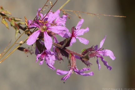 Purple Loosestrife
