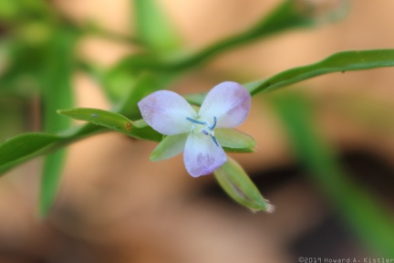 Marsh Dewflower