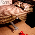 Bad Ronald