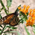 Butterfly Weed & Monarch