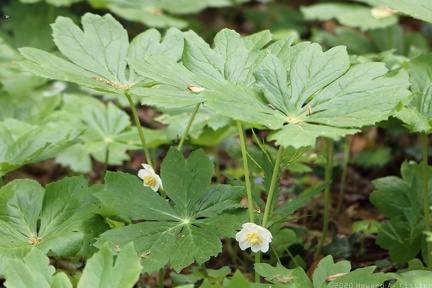 Mayapple