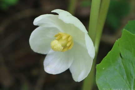 Mayapple