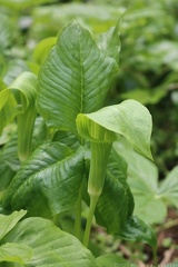 Jack-in-the-Pulpit