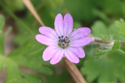 Dovefoot Geranium