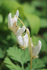 Dutchman's Breeches