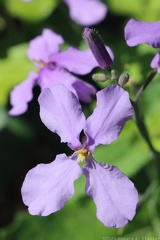 Chinese Violet Cress