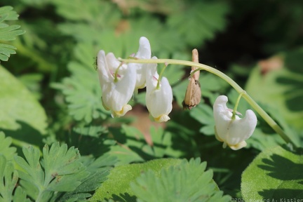 Dutchman's Breeches