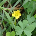 Yellow Wood Sorrel