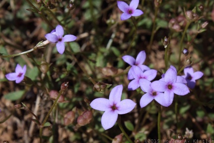 Dwarf Bluet