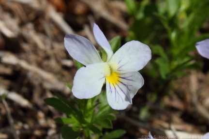 Wild Pansy