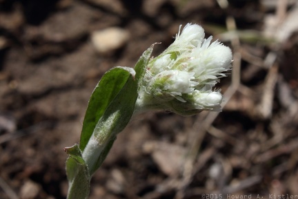 Plantain-leaved Pussytoes