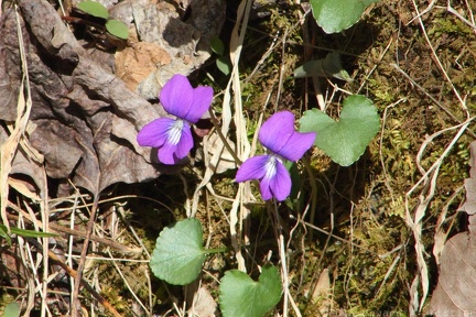 Dog Violet