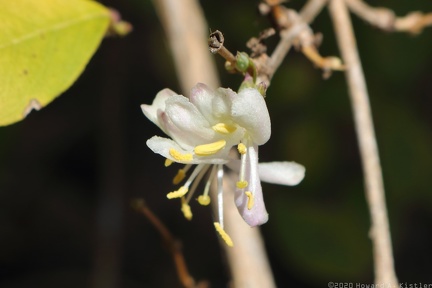Sweet Breath of Spring