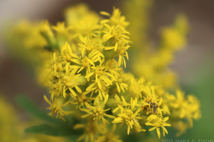 Goldenrod