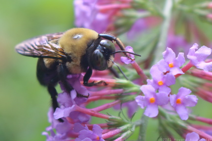 Bumblebee on Buddleia
