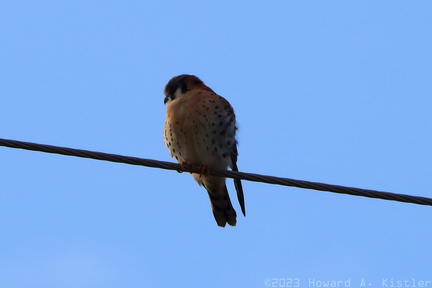 American Kestrel