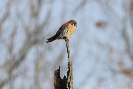 American Kestrel