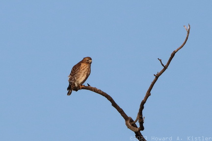 American Kestrel