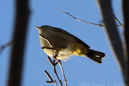 Palm Warbler
