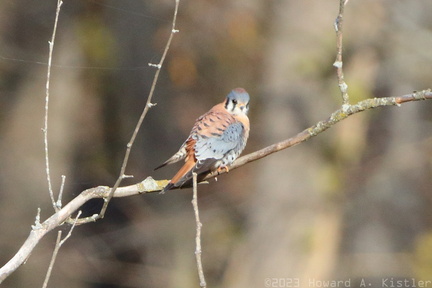 American Kestrel