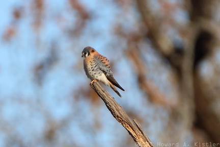 American Kestrel