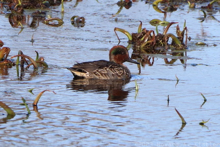 Green-winged Teal