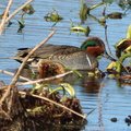 Green-winged Teal