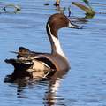 Northern Pintail