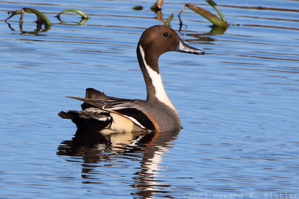 Northern Pintail