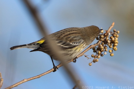Yellow-rumped Warbler