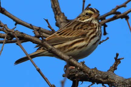 Savannah Sparrow