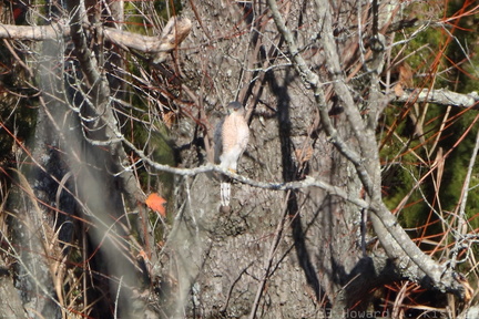 Cooper's Hawk