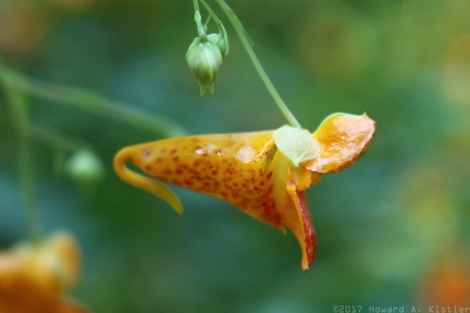 Spotted Jewelweed