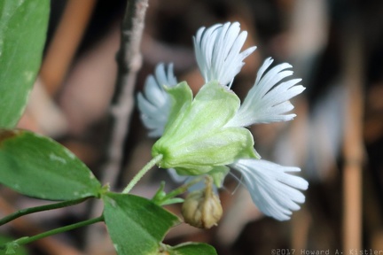 Starry Campion