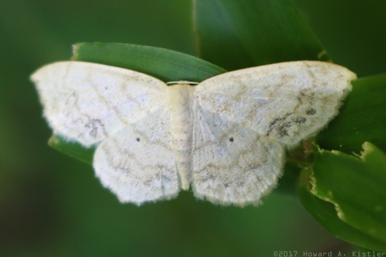Large Lace-border