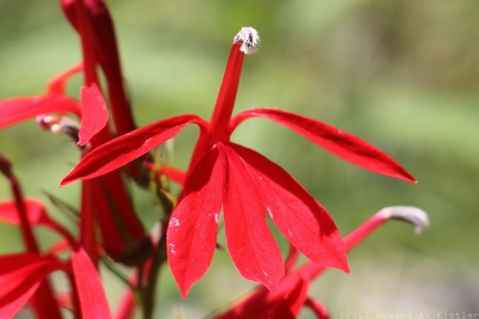 Cardinal Flower