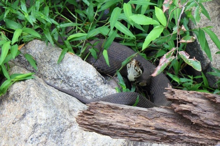 Eastern Cottonmouth