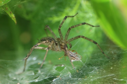 Grass Spider