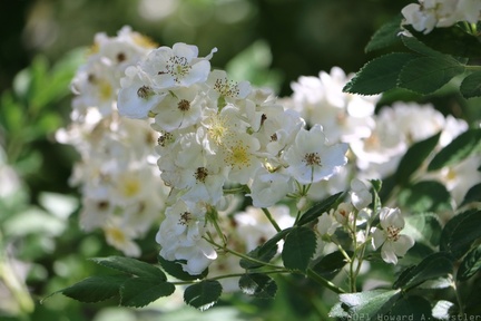 Multiflora Rose
