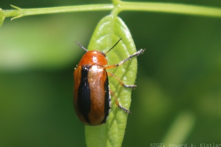 Clay-colored Leaf Beetle