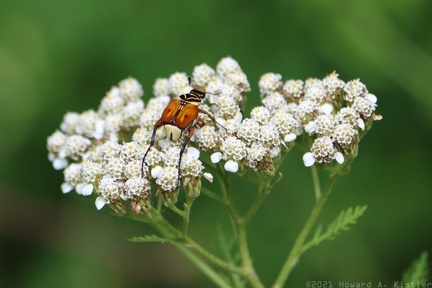 Delta Flower Scarab on Common Yarrow