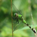 Eastern Pondhawk
